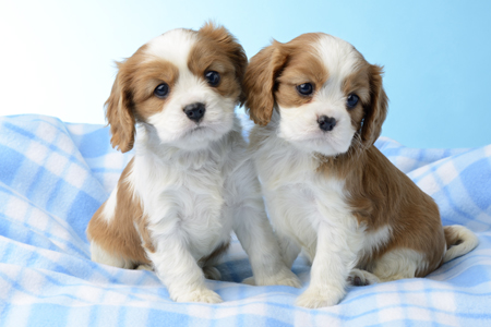 2 Brown and White Dogs DP913