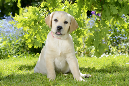 Summertime Garden Labrador DP925