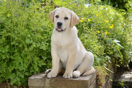 Lab Perching in Garden DP927