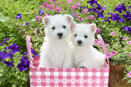 2 Puppies In A Pink Basket DP931