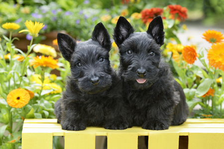 2 Black Scotties