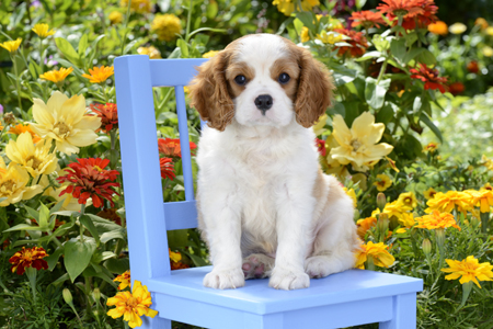 Dog On Blue Chair DP948