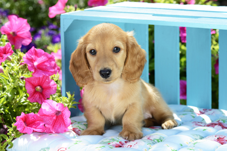 Long Eared Puppy in Front of Blue Box DP946