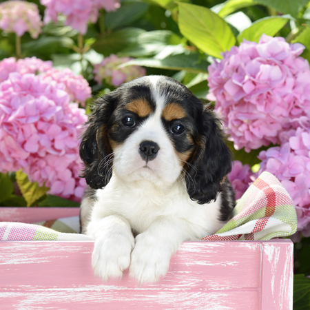 Spaniel Pup In Pink Box DP950SQ