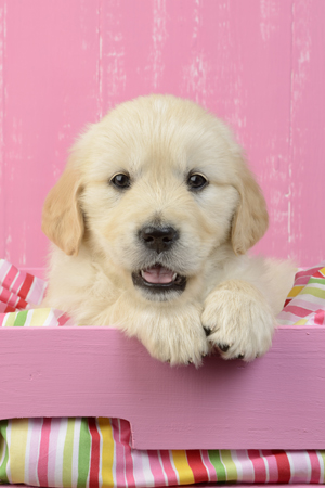 Gold Retreiver Pink Background DP919