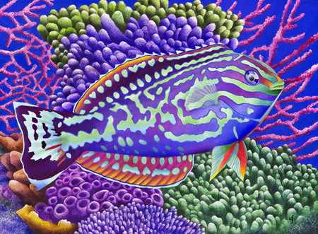 Radical Wrasse