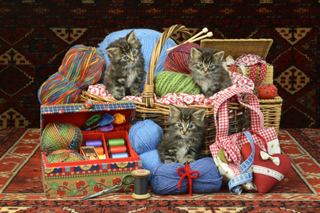 Kittens in Sewing Basket CK531