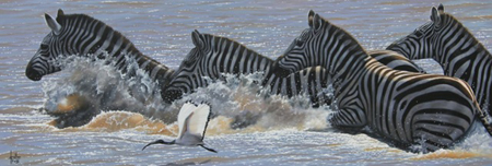 Zebra In The Water