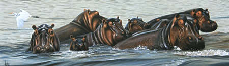 Hippos Swimming