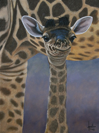 Baby Giraffe