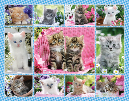 Cute Kitten Multipic 1