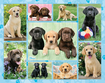 Labrador Multi-pic 1