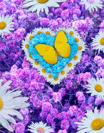 Butterfly Daisy Heart Flower