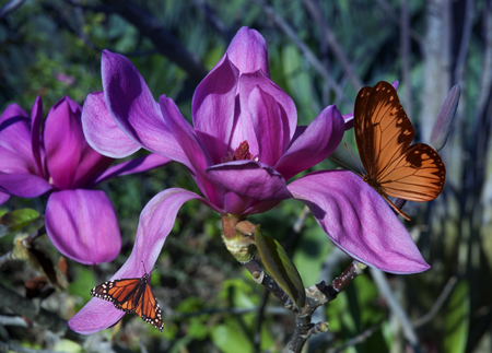 Magnolia Moment