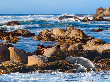 Carmel Sea Lions