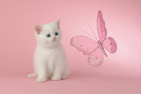 Kitten with Pink Butterfly