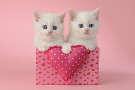 Two Kittens in a Pink Box