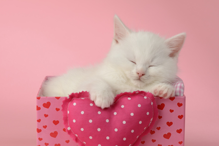 Kitten Sleeps in a Pink Box