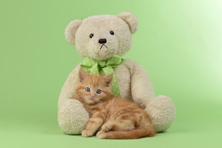 Kitten With Teddy Bear