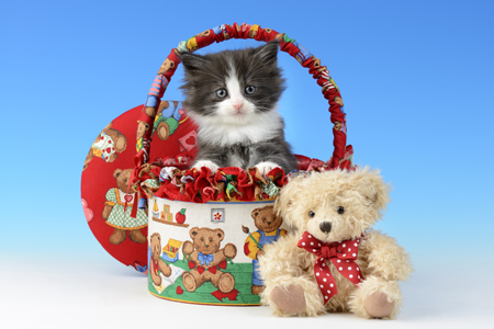 Kitten in Bear Basket