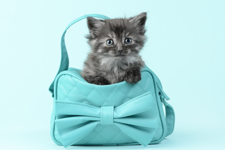 Kitten in Blue Bag