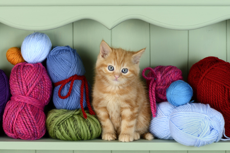 Kitten and Balls of Yarn