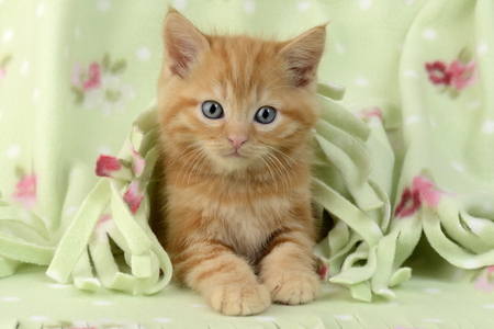 Kitten Under a Blanket