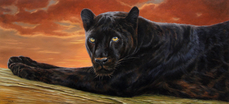 Black Leopard