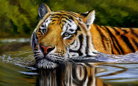 Tiger Swimming