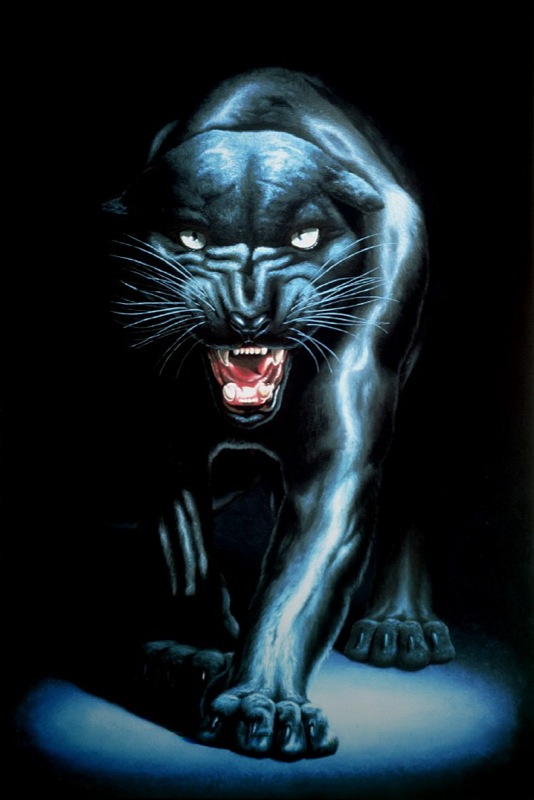 Stalking Black Panther