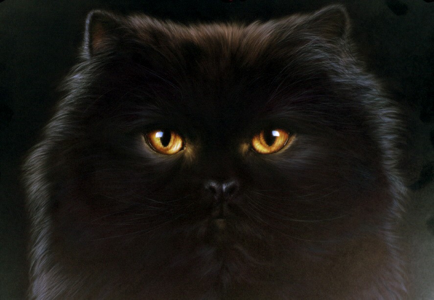 Black Persian