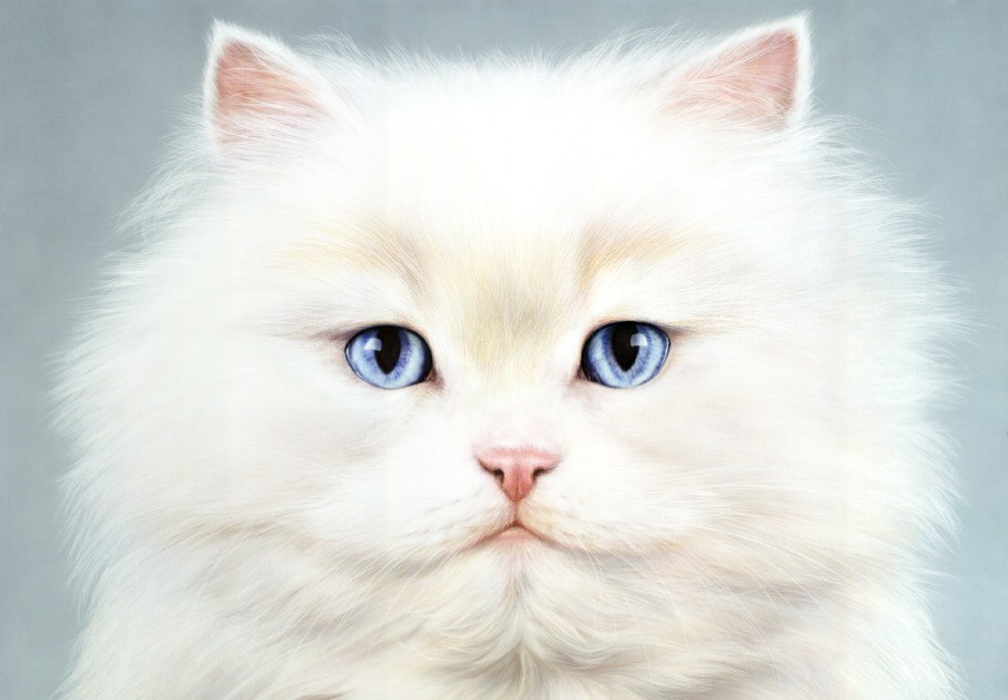 White Persian