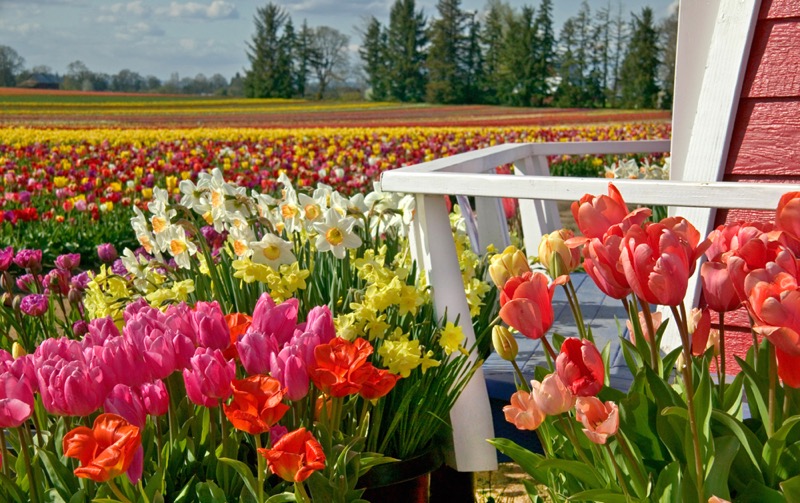 Tulip Daffodil Field