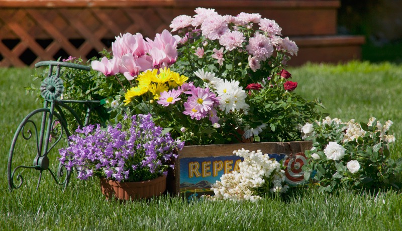 Garden Flowers and Bicycle Stand