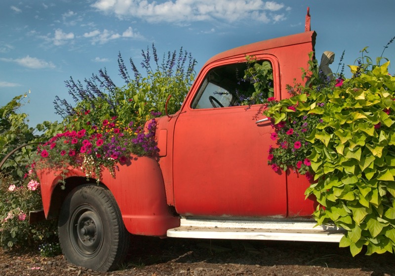 Flowers on the Red Truck