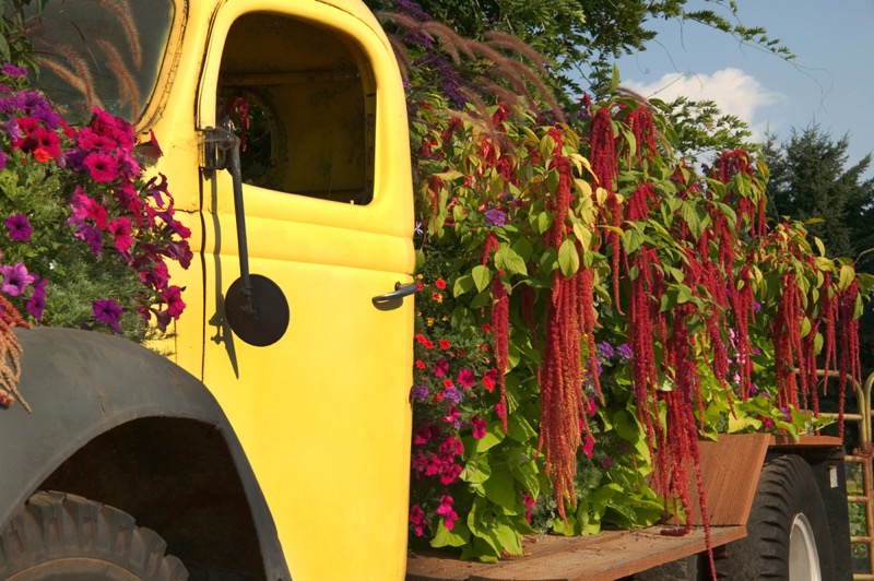 Sanguna on the Yellow Truck