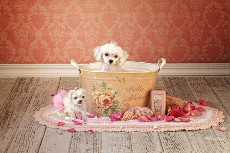 Bathing Beauties