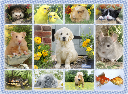 My First Pet Multipic