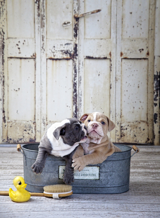 23817 Two Dogs in Tub