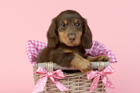 Dog in Pink Basket