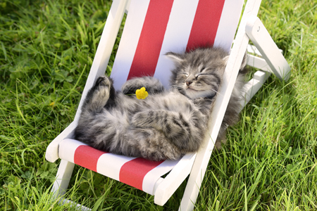 Cat Sleeping on Deck Chair