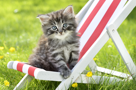 Cat on Deck Chair