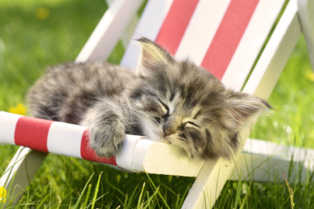 Cat Sleeping on Deck Chair 2