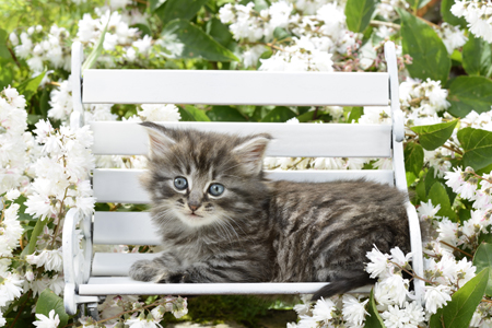 Cat on Bench