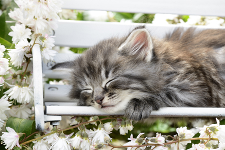 Cat Sleeping on Bench