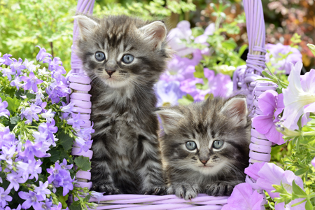 Kittens in Basket