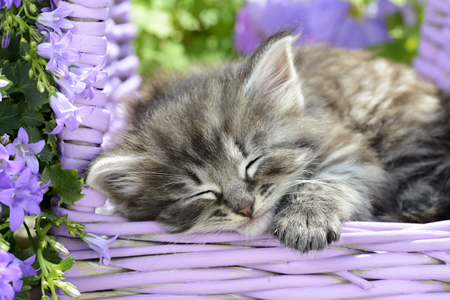 Cat Sleeping on Basket