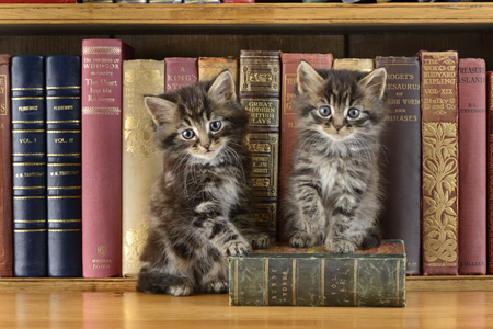 Library Cats