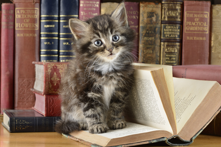 Cat and Book CK551