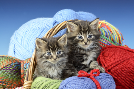 Kittens in Wool Basket